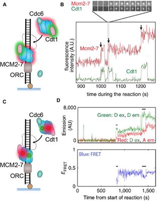 Single-Molecule Insights Into the Dynamics of Replicative Helicases